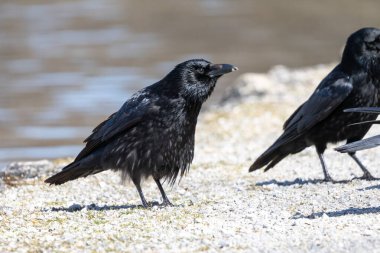 Münih 'teki Kleinhesseloher Gölü' nde 