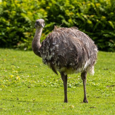Darwin 'in Rhea' sı, Rhea pennata daha az Rhea olarak da bilinir. Büyük, uçamayan bir kuştur, fakat iki Rheas türünün en küçüğüdür..