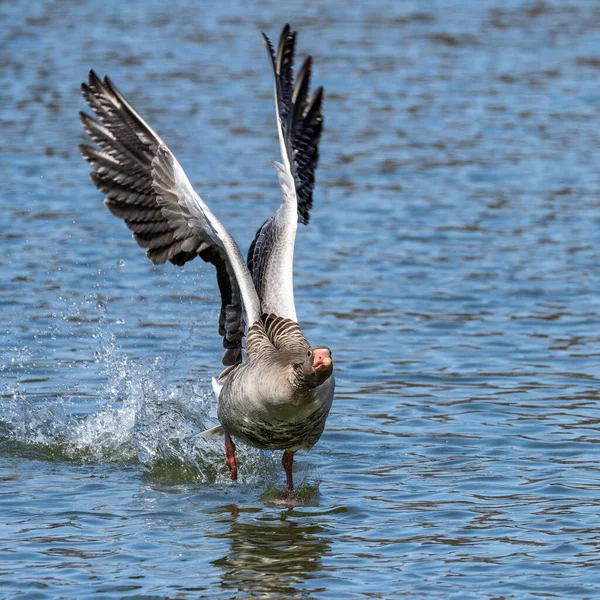 Greylag Goose Anser Anser Species Large Goose Waterfowl Family Anatidae — Stock Photo, Image
