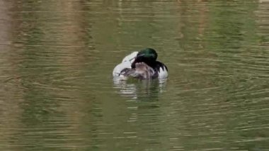 Münih 'teki İngiliz Bahçesi' nde Kleinhesseloher Gölü 'nde yüzen Merganser, Goosander ve Mergus merganser.