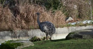 Darwin 'in Rhea' sı, Rhea pennata, daha az Rhea olarak da bilinir..
