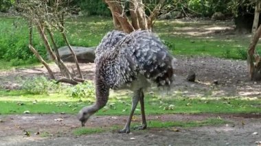 Darwin 'in Rhea' sı, Rhea pennata, daha az Rhea olarak da bilinir..