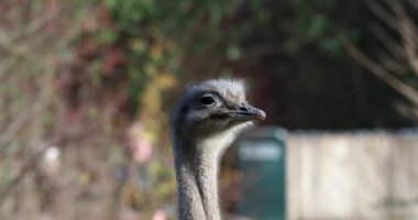 Darwin 'in Rhea' sı, Rhea pennata, daha az Rhea olarak da bilinir..
