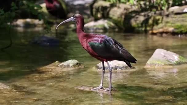 光沢のあるイビス プレガディス ファルシネルスは イビスファミリーの鳥です — ストック動画