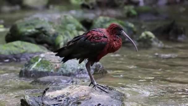 Der Glossy Ibis Plegadis Falcinellus Ist Ein Watvogel Aus Der — Stockvideo