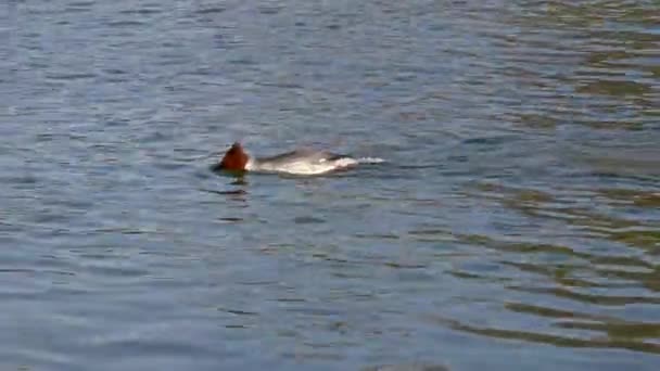 Münih Teki Ngiliz Bahçesi Nde Kleinhesseloher Gölü Nde Yüzen Merganser — Stok video