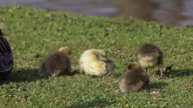 Anser anser, Anatidae familyasından bir kuş türü olan Anatidae familyasından bir kaz türü.