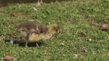 Anser anser, Anatidae familyasından bir kuş türü olan Anatidae familyasından bir kaz türü.