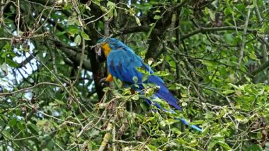 Mavi ve sarı papağan, Ara aratyası, mavi ve altın papağanı olarak da bilinir, çoğunlukla mavi üst kısımları ve açık turuncu alt kısımları olan büyük bir Güney Amerika papağanıdır.