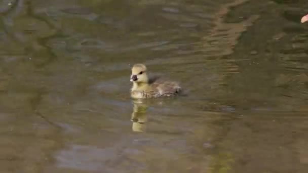 Close Beautiful Yellow Fluffy Greylag Goose Baby Gosling Spring Anser — Vídeo de Stock
