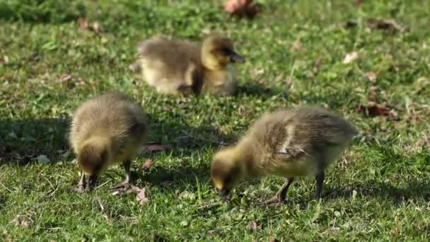 Close Beautiful Yellow Fluffy Greylag Goose Baby Gosling Spring Anser — Stock Video