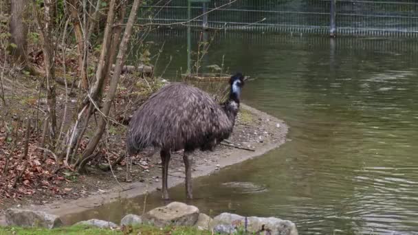 Emu Dromaius Novaehollandiae Είναι Δεύτερο Ύψος Ζωντανό Πτηνό Σύμφωνα Την — Αρχείο Βίντεο