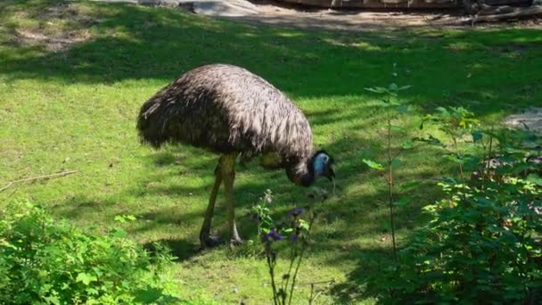 Emu Dromaius Novaehollandiae Een Vogel Uit Familie Dromaiidae Struisvogels Soort — Stockvideo