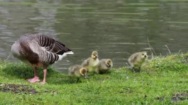 Küçük bebekleri olan gri lag kazları ailesi. Gri-lag kaz, Anser anser, Anatidae familyasından bir kaz türü.