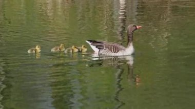 Küçük bebekleri olan gri lag kazları ailesi. Gri-lag kaz, Anser anser, Anatidae familyasından bir kaz türü.