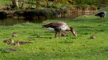 Küçük bebekleri olan gri lag kazları ailesi. Gri-lag kaz, Anser anser, Anatidae familyasından bir kaz türü.