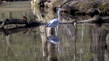 Gri balıkçıl, Ardea cinerea, düz bir gölde yüzen, tüylü tüyleri, büyük gagası, kafasının arkasında uzun tüyleri olan, vahşi doğadan bir sahne ile balık arayan büyük gri bir kuş.