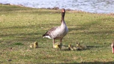 Küçük bebekleri olan gri lag kazları ailesi. Gri-lag kaz, Anser anser, Anatidae familyasından bir kaz türü.