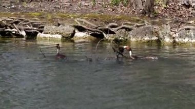 Great Crested Grebe, Podiceps kristali turuncu güzel renklerle, kırmızı gözlü bir su kuşu. Eski Dünya 'da bulunan en büyük aile üyesidir..