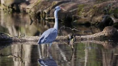 Gri balıkçıl, Ardea cinerea, düz bir gölde yüzen, tüylü tüyleri, büyük gagası, kafasının arkasında uzun tüyleri olan, vahşi doğadan bir sahne ile balık arayan büyük gri bir kuş.