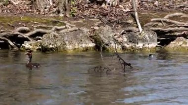 Great Crested Grebe, Podiceps kristali turuncu güzel renklerle, kırmızı gözlü bir su kuşu. Eski Dünya 'da bulunan en büyük aile üyesidir..