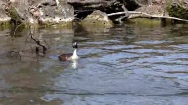 Great Crested Grebe, Podiceps kristali turuncu güzel renklerle, kırmızı gözlü bir su kuşu. Eski Dünya 'da bulunan en büyük aile üyesidir..