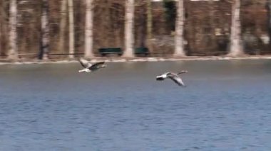 Anser anser, Anatidae familyasından Anatidae familyasından bir kaz türü. Burada havada uçuyor..