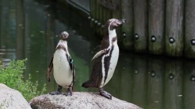 Humboldt pengueni, Spheniscus humboldti veya Perulu penguen