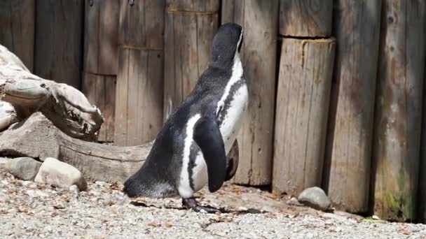 Pingüino Humboldt Spheniscus Humboldti Pingüino Peruano — Vídeo de stock