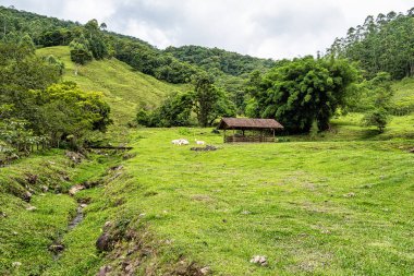 Pomerode, Santa Catarina, Brezilya 'daki Alman göçmenlerin kırsal kesimlerinde yeşil tarlalar ve çayırlar