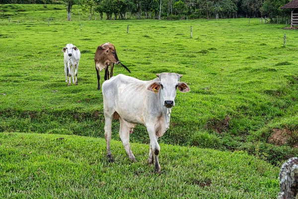 ブラジルのサンタカタリーナ州ポメロドのドイツ移民の田舎の緑のフィールドと牧草地 — ストック写真