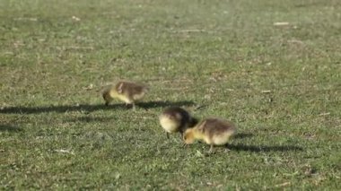 Anser anser, Anatidae familyasından bir kuş türü olan Anatidae familyasından bir kaz türü.