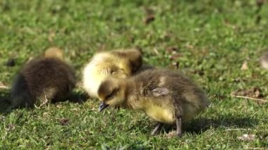 Anser anser, Anatidae familyasından bir kuş türü olan Anatidae familyasından bir kaz türü.