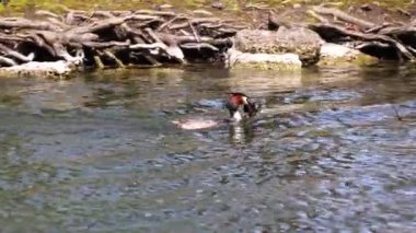 Bir çift Great Crested Grebe, Podiceps kristali yuvalarını inşa ediyor. Güzel turuncu renkli kuş, kırmızı gözlü su kuşu. Eski Dünya 'da bulunan en büyük aile üyesidir..