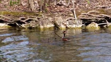 Bir çift Great Crested Grebe, Podiceps kristali yuvalarını inşa ediyor. Güzel turuncu renkli kuş, kırmızı gözlü su kuşu. Eski Dünya 'da bulunan en büyük aile üyesidir..