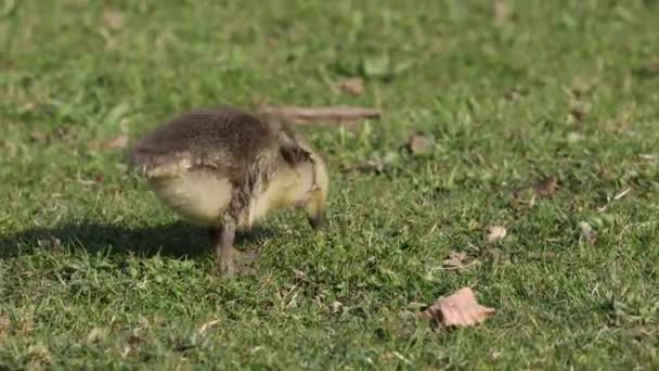 Dekat Dari Indah Kuning Berbulu Greylag Bayi Angsa Bergosip Musim — Stok Video