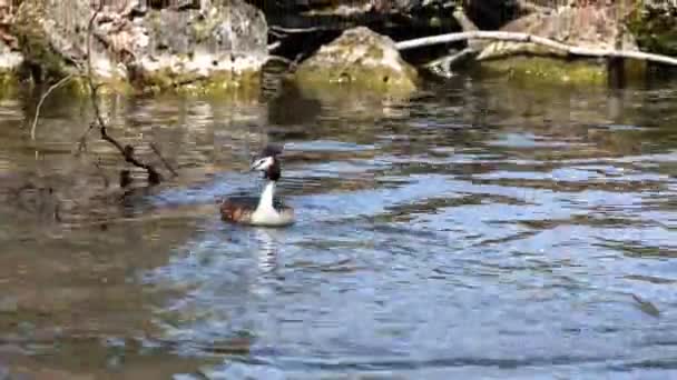 Bir Çift Great Crested Grebe Podiceps Kristali Yuvalarını Inşa Ediyor — Stok video