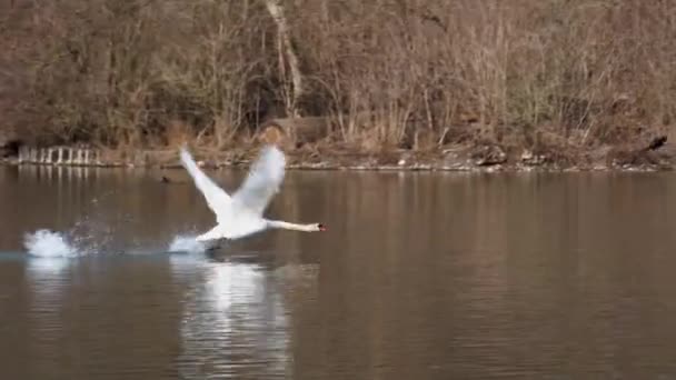 ミュート白鳥 Cygnus Color は白鳥の一種で 水鳥の家族Anatidaeのメンバーです ドイツのミュンヘンにあるイングリッシュガーデンで湖を飛んでいます — ストック動画