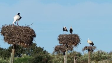 Ciconia ciconia Storks kolonisi Los Barruecos Doğal Anıtı 'nda korunan bir bölgede, Malpartida de Caceres, İspanya' da Extremadura.