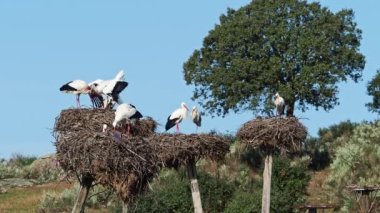 Ciconia ciconia Storks kolonisi Los Barruecos Doğal Anıtı 'nda korunan bir bölgede, Malpartida de Caceres, İspanya' da Extremadura.
