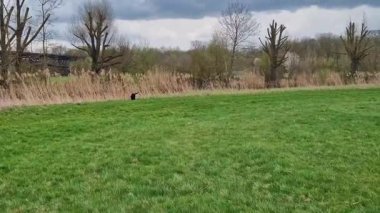 Labrador Retriever, Canis lupus familiaris çim tarlasında. Sağlıklı çikolata rengi labrador retriever Almanya 'da Donauwoerth, Bavyera' da eğleniyor.