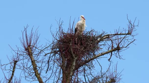 White Stork Ciconia Ciconia Nest Oettingen Swabia Bavaria Germany Europe — Stock Video