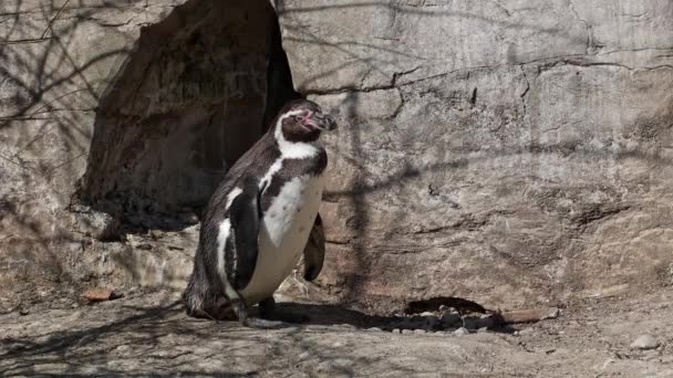 Pingüino Humboldt Spheniscus Humboldti Pingüino Peruano — Vídeos de Stock