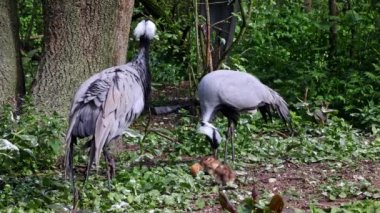Demokiselle Crane, Anthropoides başak ailesi ve genç yavruları gün boyunca açık yeşil çayırlarda yaşıyorlar. Orta Avrupa 'da bulunan bir turna türüdür.