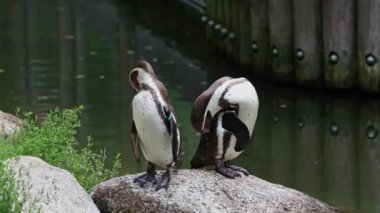 Humboldt pengueni, Spheniscus humboldti veya Perulu penguen