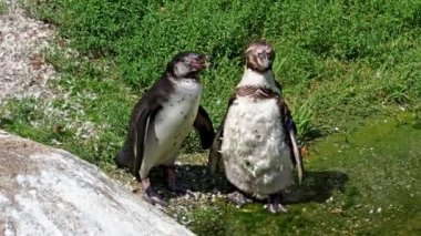 Humboldt pengueni, Spheniscus humboldti veya Perulu penguen
