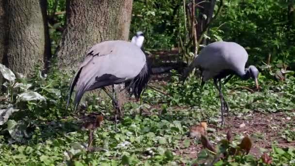 Demoiselle Crane Anthropoides Virgo Family Young Goslings Living Bright Green — Stock Video