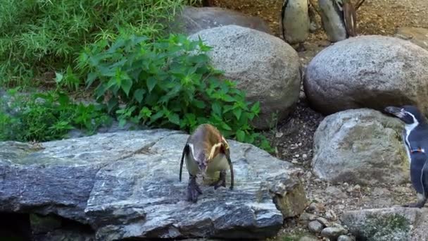 Humboldt Pengueni Spheniscus Humboldti Veya Perulu Penguen — Stok video