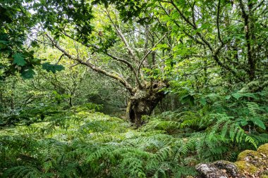 Galiçya, İspanya ve Avrupa 'daki Parada de Sil Kanyonu' nda güzel bir yürüyüş.