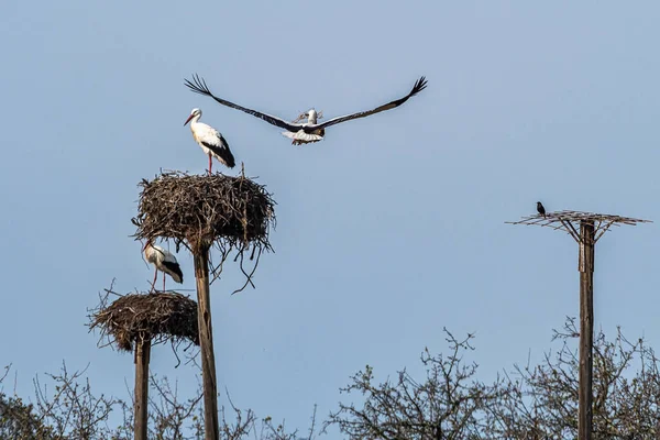 Ciconia Ciconia Storks Koloni Beskyttet Område Ved Los Barruecos Natural – stockfoto